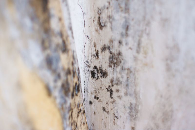 Black Mold Remediation in Dallas, TX