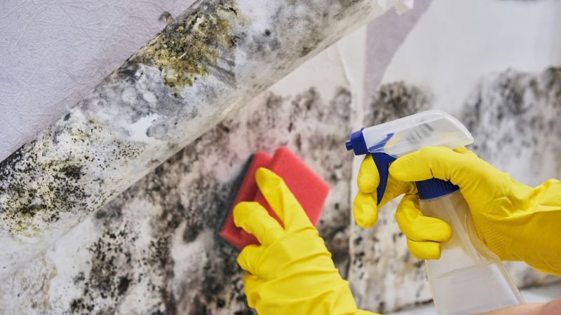 Black Mold Removal in Broward County, FL