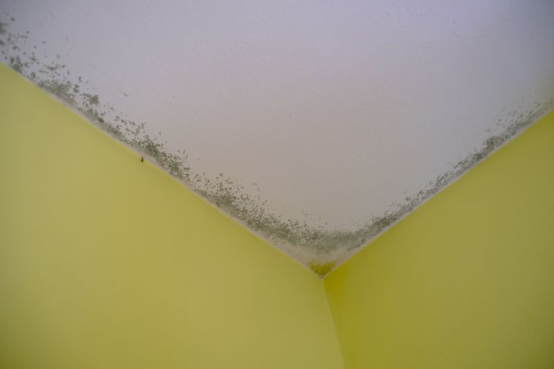 Ceiling Mold Removal in Boca Raton, FL