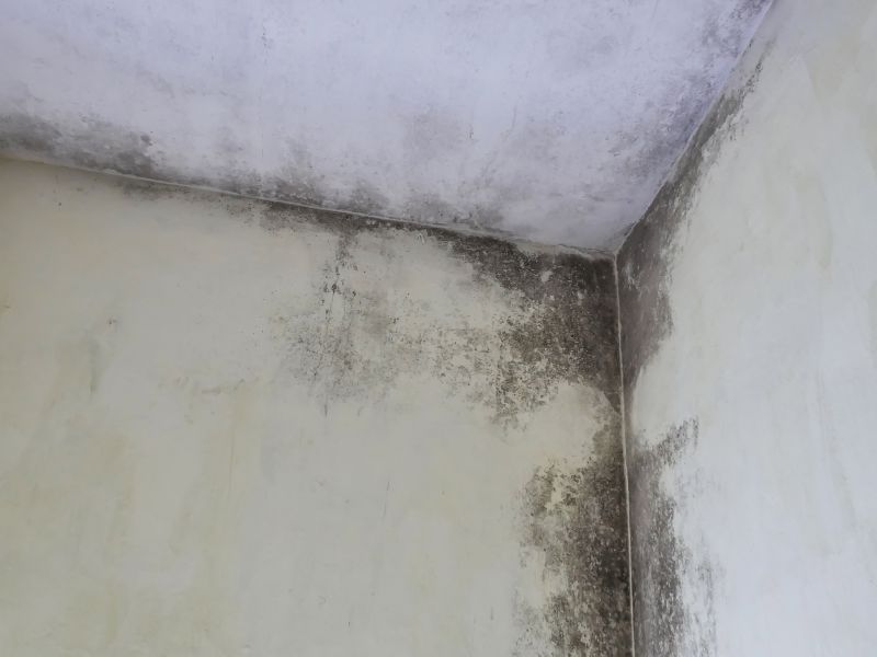 Ceiling Mold Removal in Jupiter, FL
