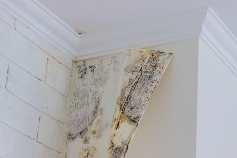 Ceiling Mold Removal in Broward County, FL