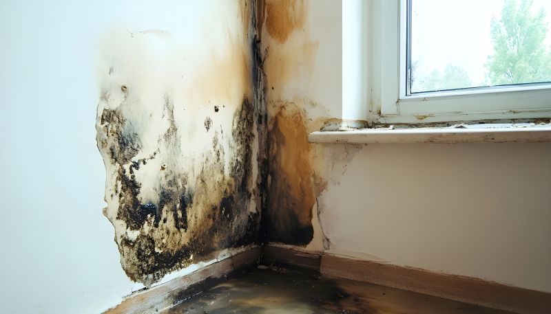 Mold Removal in Bergen County, NJ