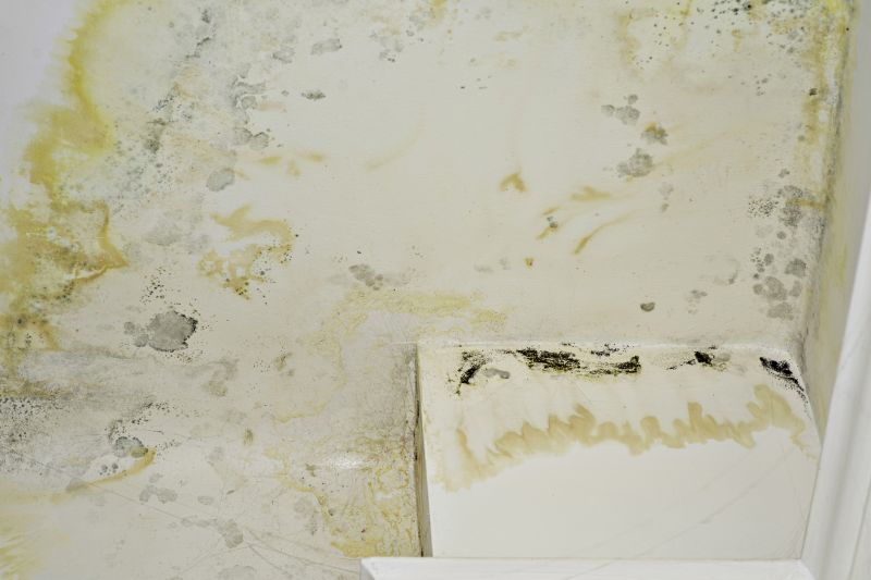 White Mold Mitigation in Boca Raton, FL