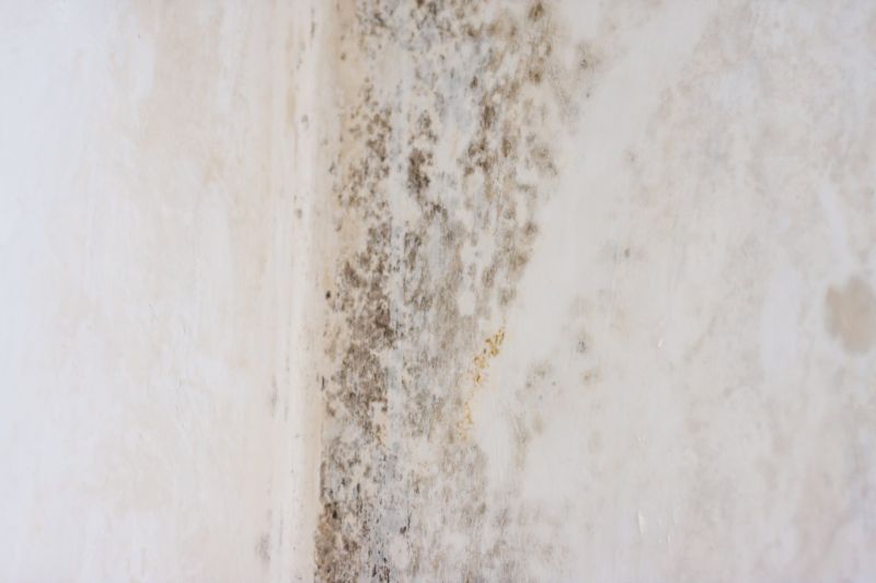White Mold Mitigation in Fort Lauderdale, FL